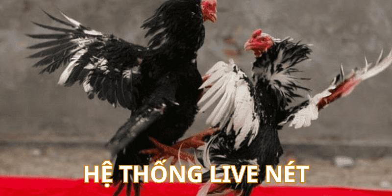 Hệ thống live gà đá Thomo được đầu tư sắc nét